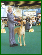 4.7.02 World Winner Dog Show Amsterdam. Iita 1 / 2